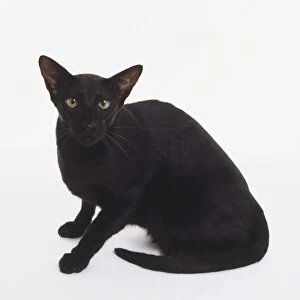 Foreign Black Oriental shorthaired cat with wedge-shaped head and large, pricked ears, sitting