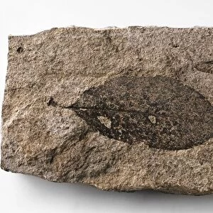 Fossilised March Fly (Bibio maculatis Heer), and leaf