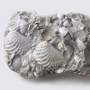 Fossilised shells of the brooch clam, Myophorella elisae, set in sandstone. THey flourished in the deep seas of the mEsozoic era