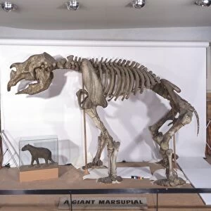 Fossilised skeleton of Diprotodon, close-up