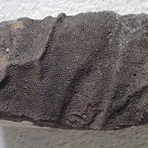 Fossilized impression of Corythosaurus Dinosaur Skin