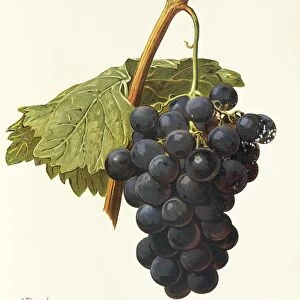 Frankenthal grape, illustration by A. Kreyder