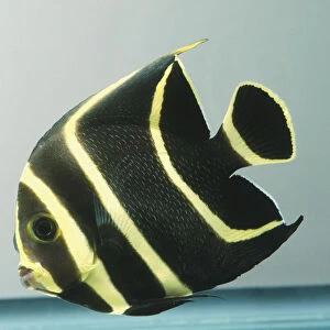 French Angelfish, Pomacanthus paru, juveniles are black with striking yellow vertical stripes