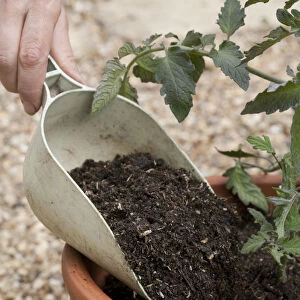 Fresh potting compost being put round a tomato plant in a terracotta pot, close-up