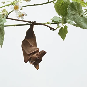 Fruit Bat (Megachiroptera) dangling from a branch