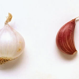 Garlic, whole bulb and individual cloves