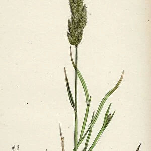 Gastridium lendigerum, Awned Nit-grass