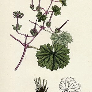 Geranium rotundifolium, Round-leaved Crane s-bill