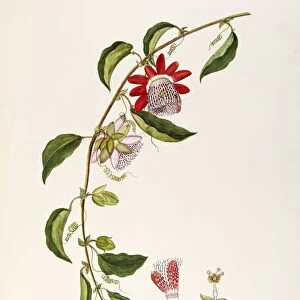Giant Granadilla (Passiflora quadrangularis), Passifloraceae, Climbing shrub, native to tropical America, watercolor, 1865
