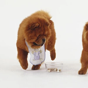 Two ginger Chow Chows with bibs on eating from a bowl