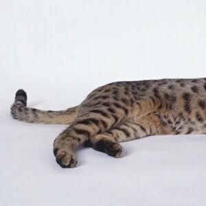 Gold California Spangled leopard-like cat with well-defined spots and long, muscular body, lying down