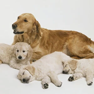 Golden retriever with puppies