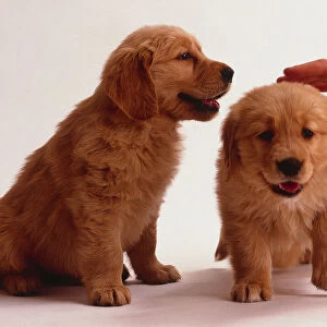 Two golden retriever puppies, one being patted on the head