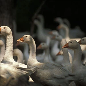 Goose farming. Mortara. Lombardy. Italy