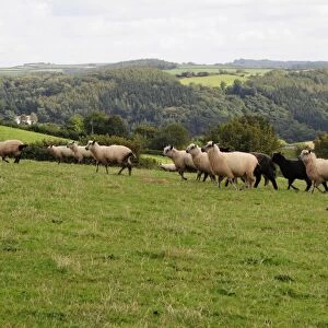 Great Britain, England, herd of sheep running in a field