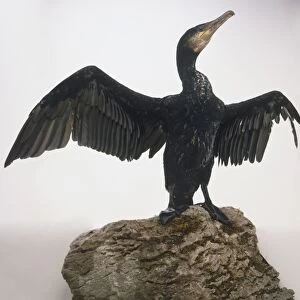 Great Cormorant (Phalacrocorax carbo) perched on a rock spreading its wings and raising its head, side view