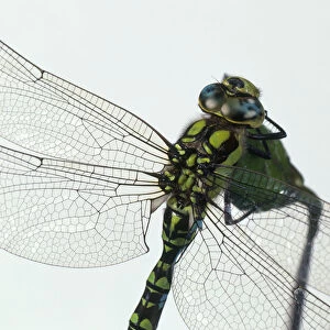 Odonata Metal Print Collection: Common Green Darner