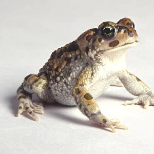 Green Toad (Bufonidae), sitting