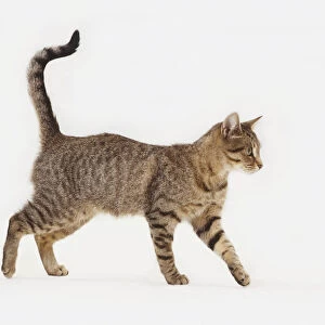 Grey-brown tabby Domestic Cat (Felis catus) walking, with its tail held aloft, side view