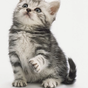 Grey kitten with tabby markings and blue eyes, sitting, looking up attentively towards red feather duster, raising front paw to catch feathers, tail curling upwards, front view