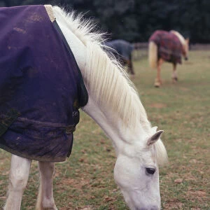 Grey pony wearing fleece rug, grazing in paddock, with other ponies in background