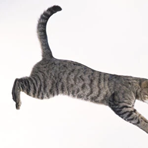 Grey Tabby Cat (Felis catus) leaping forward in mid-air, side view