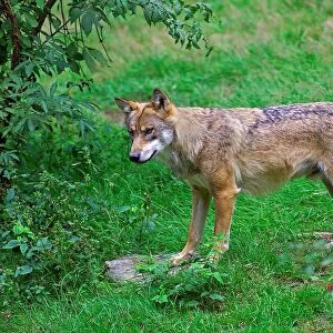 Grey Wolf. Canis Lupus