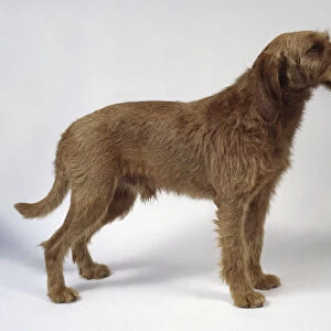 Griffon Fauve de Bretagne (Fawn Brittany Griffon) dog, standing, side view