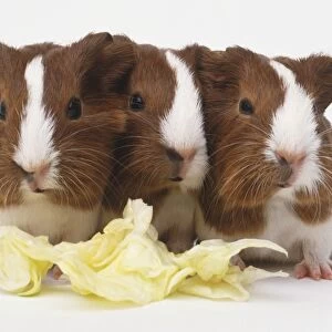 Three Guinea Pigs (Cavia cobaya) standing cheek-to-cheek, and a lettuce leaf, front view