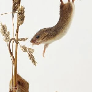 Two Harvest Mice climbing on plant stems, reaching up to grab stalk