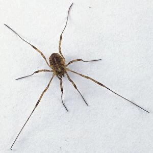 Harvestman Spider or Daddy Long-legs (Phalangium opilio), view from above