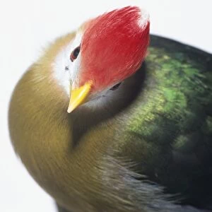 Head close-up of a Red-Crested Turaco, showing the bright red, dense crest of fine feathers on the head, small yellow bill, and part of the breast feathers