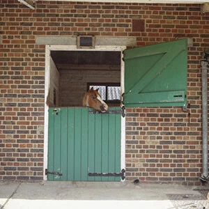 Head of Horse (Equus caballus) peering over open top half of green stable door, front view