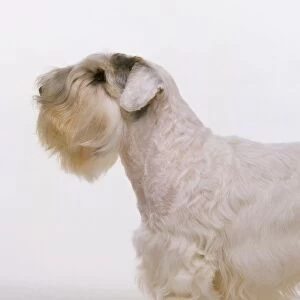 Head and shoulders of a Sealyham Terrier, side view