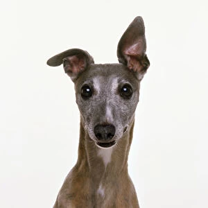 Head of whippet, one ear pricked up, front view