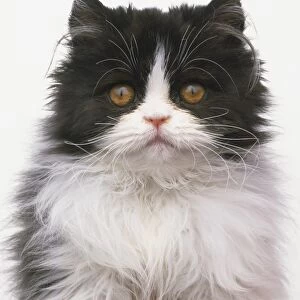 Headshot of a black-and-white Bi-colour Longhair cat, front view