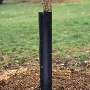 Heavy duty black rubber tube surrounding low section of young tree trunk