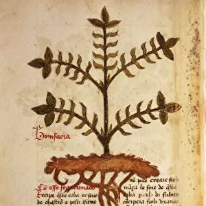 Herba bonifacia, illustration
