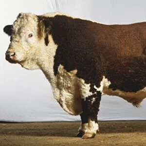 A Hereford bull with its distinctive red coat with white face and markings