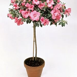 Hibiscus with pink flowers trained as standard tree in terracotta plant pot