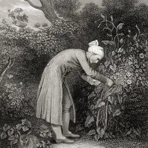 William Cowper in his garden, a 19th century print William Cowper in his garden, a 19th century print