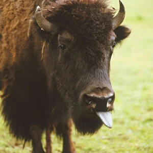 Horned brown Bull (Bos taurus) sticking its tongue out