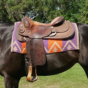 Horse wearing Western saddle, close-up, side view