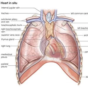 Human heart in situ