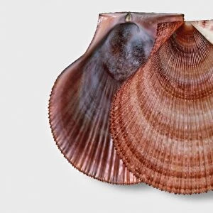 Iceland scallop (Chlamys islandica), shells