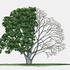 Illustration of Aesculus californica (California buckeye), a deciduous tree showing summer leaves and bare winter branches