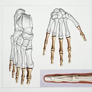 Illustration of hand and foot bones