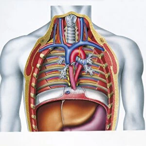 Illustration showing cross section of human chest