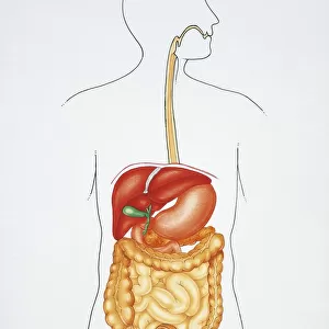 Illustration showing human digestive system