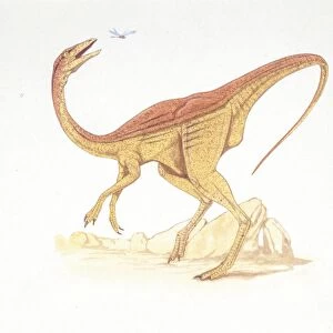 Illustration of Struthiomimus